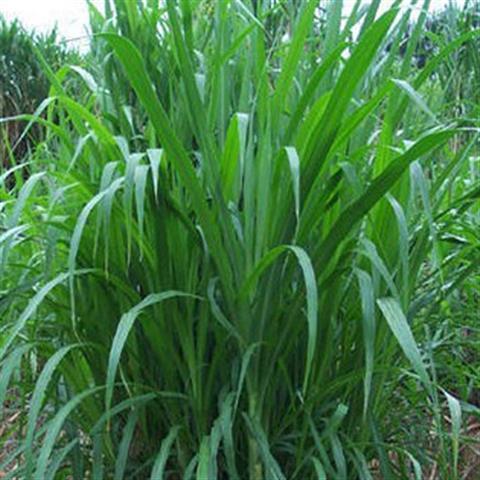 高丹草是多年生还是一年生牧草,能耐旱耐盐碱的牧草种子请推荐几个品种？
