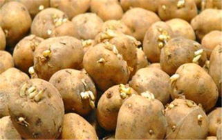 土豆发芽的过程,土豆出芽放水里有什么变化