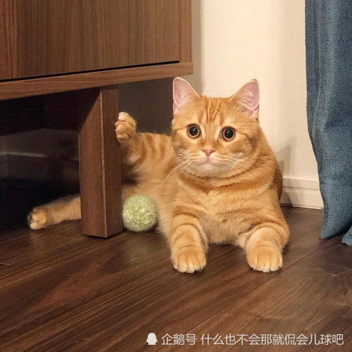 囧字猫咪