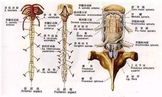 神经康复师必备 超全神经系统解剖图 3D彩图