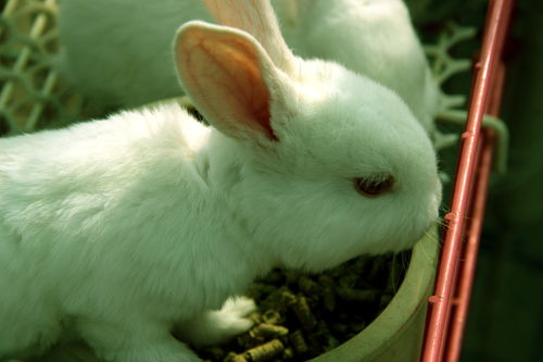 宠物 小白兔