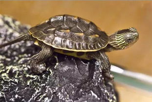中华花龟的幼龟长什么样子？