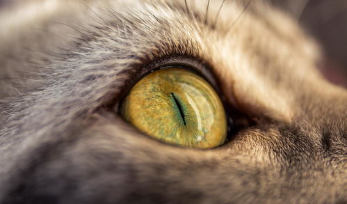 猫咪为什么那么惹人爱 听说是因为眼睛里藏了这些小秘密