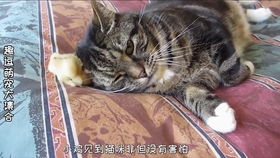 还记得之前那只喜欢粘着猫咪的小鸡吗 它没有被吃掉,而且长大了