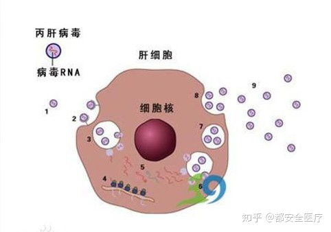 都安全小黄盒 教你如何预防丙肝,了解传播途径