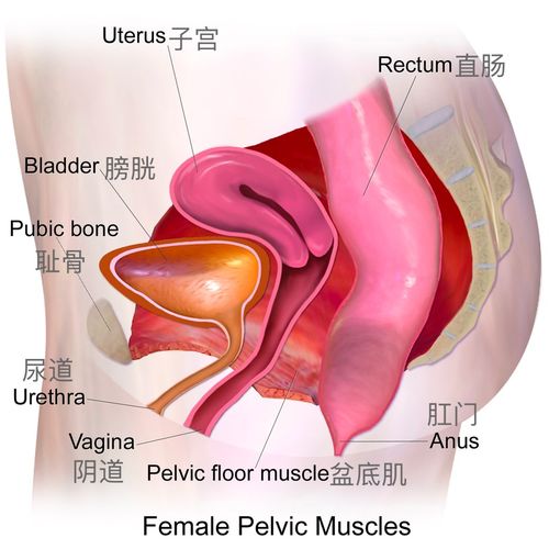 答应我,下次尿尿的时候,中途夹断试试