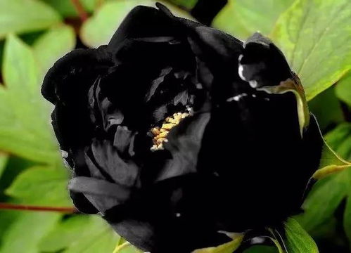 23种世上最黑最黑的花,牡丹黑豹与冠世墨玉哪个花大？