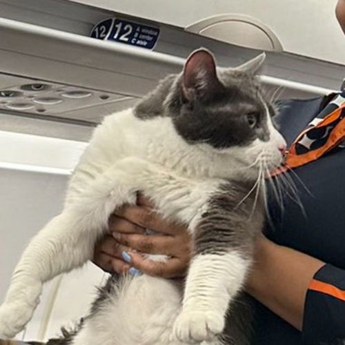 猫咪飞机上偷溜出猫包,被空姐抓住后寻主人 这是谁家的猫猫啊