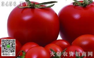 怎样正确留西红柿种子 番茄怎么留种子方法