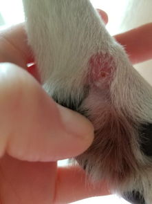 狗狗的后脚指头旁边长了个红疙瘩,疙瘩下面还有一个小白点,不影响走路,触碰好像她也不太痛,请问怎么医 