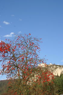 阿恩斯贝格伯格,altmühltal酒店,altmühltal 自然公园,秋季,rowanberries,山灰,蓝蓝的天空 