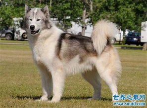 世界上10大最贵的狗品种排行榜,罗秦犬的价格绝对超乎你想象 