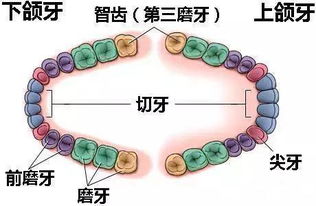 牙科知识 智齿原来是这样的