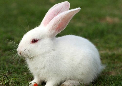 兔子的图片和英语 
