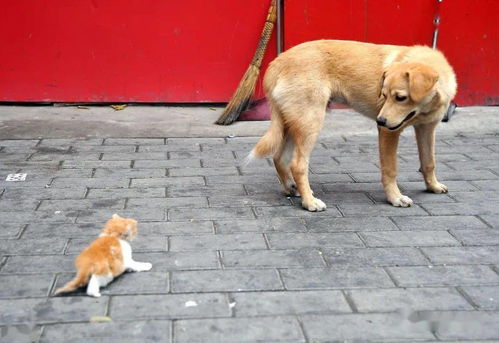 流浪小猫崽认了狗妈妈,蹒跚爬过去喝奶,狗狗不忍离去