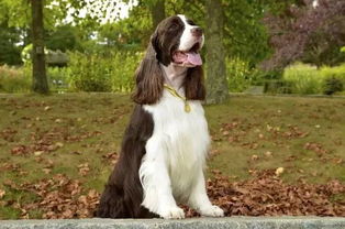 优雅的运动犬 英国斯宾格猎犬