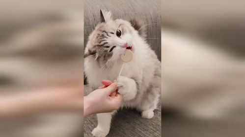 猫咪吃棒棒糖失去表情管理
