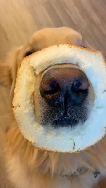 我吃面包心心,狗狗吃面包边边,分工一目了然 