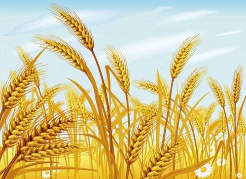 梦见成熟的小麦代表着什么生肖