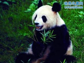 大熊猫寿命,平均寿命25岁 最老熊猫37岁 