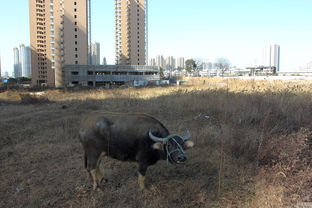 武汉还建小区开工5年没交房 村民在草地养牛 