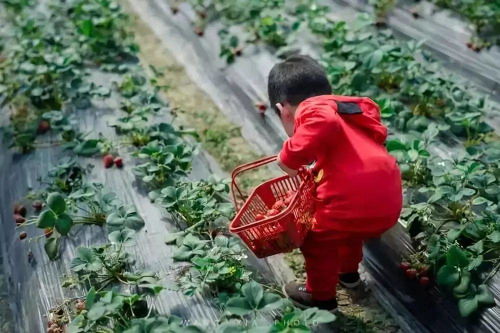 红了 深圳最新草莓采摘地图,建议收藏