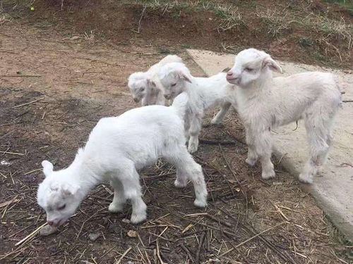 羊羔出生几天可以打三联四防 刚出生的小羊羔能打三联四防吗