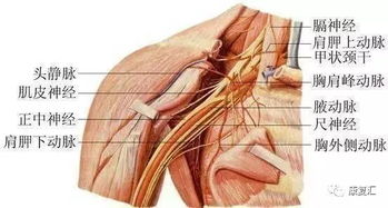 斜角肌损伤怎么恢复 周围神经损伤怎么治？能恢复到什么程度？ 