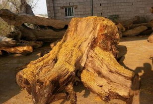农妇手里的柴火,巨型金丝楠树根打磨雕刻后...