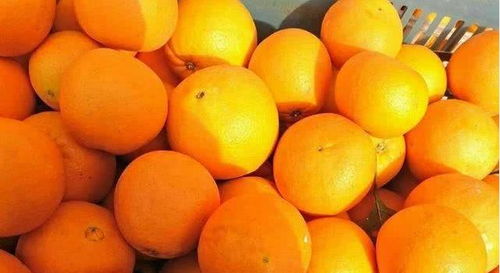 橙子有哪些品种,橙子的种类？