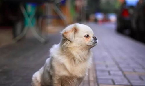 上海养狗条例颁布后,仅仅2个月,已有800多名铲屎官受罚