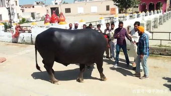 印度的这头牛,身价2.4亿,体长4.3米,晚上还喝一瓶威士忌 苏丹 