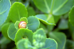 保护植物，守护我们的绿色家园，保护植物作文300字