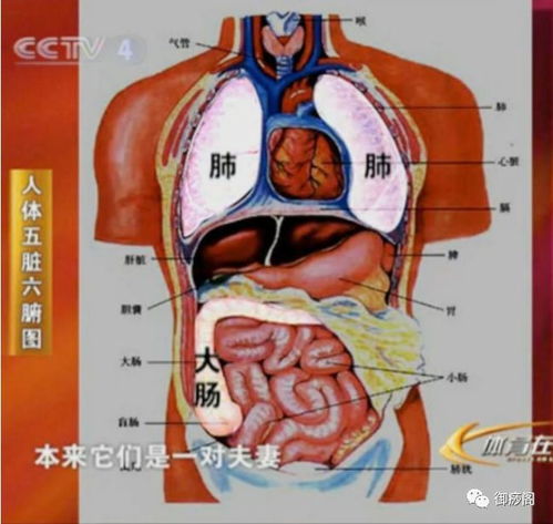 五脏六腑之间的关系