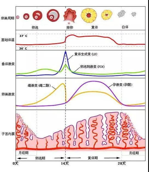 如何判断是否进入排卵期？提醒备孕女性：身体有3大异常，需抓紧