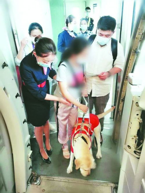 导盲犬 爱微 专业护送主人乘飞机 系合肥首只登上飞机的导盲犬 