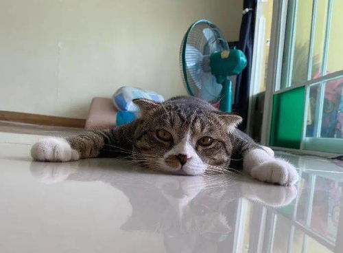 天气太热,猫咪趴在地上都融化了 