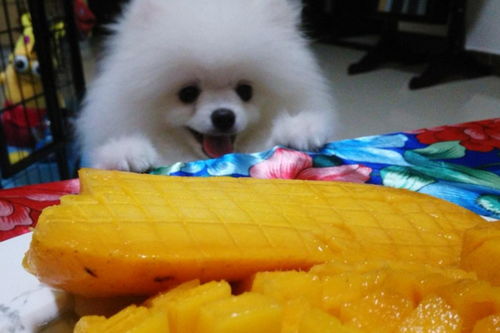 狗狗能不能吃芒果,狗狗能不能吃芒果皮
