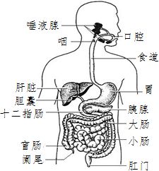 消化道中大肠的作用是 A.消化和吸收B.搅拌食物C.分泌胰液D.通过蠕动.将食物残渣推向肛门 题目和参考答案 青夏教育精英家教网 