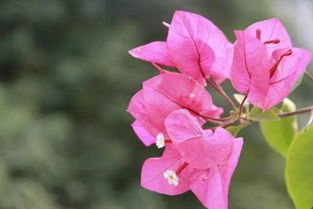 紫阳花什么时候开花开花时间几月,中秋节前后开的花？