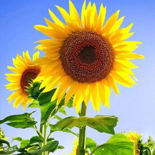 太阳向日葵头像图片图片