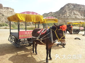 水洞沟旅游区 驴车图片 灵武市周边游 