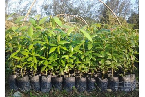 金丝楠木树苗怎么种植,金丝楠木的种植方法和技巧？