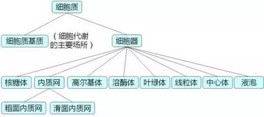 高中生物。求写出细胞壁细胞膜细胞质细胞核等细胞器是由什么组成的，有什么作用，有什么特点。求教