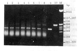 rt pcr 要求个分组的RNA模板量一样吗？