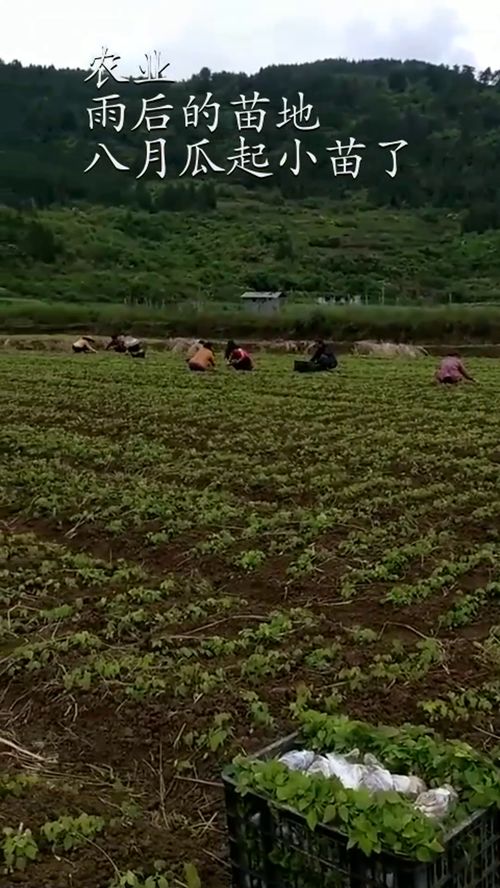 农业雨后的苗地,八月瓜起小苗了 