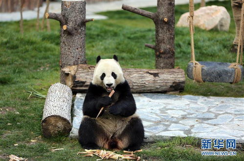 四只大熊猫亮相 童话世界 九寨沟