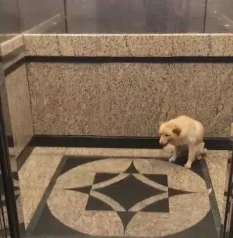 心酸 大白狗静坐在电梯里等他的主人,还不忘对来往的人笑
