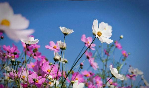 藏文励志语录_格桑花花语是什么格桑花花语及传说？