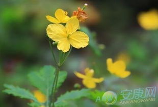 3月22日生日花语 白屈菜